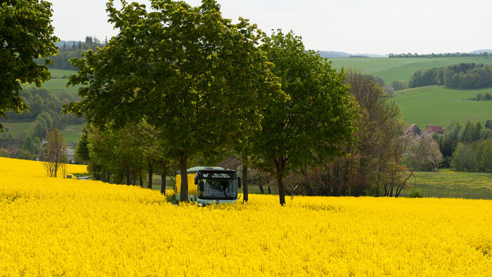 Bus im Rapsfeld